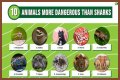 15 Animals Surprisingly More Deadly Than Sharks