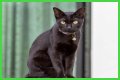 Can a Bombay cat have green eyes? – Janet-Panic.com
