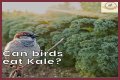 Can Birds Eat Herbs? - Kylon Powell