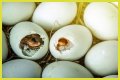 How To Make Bird Eggs?