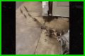 Rats Run Out From Under Homeless Person's Blanket on NYC Subway Platform