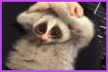 These 9 Adorable Animals Should Actually Terrify You
