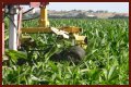 Why do farmers cut the tassels off corn?